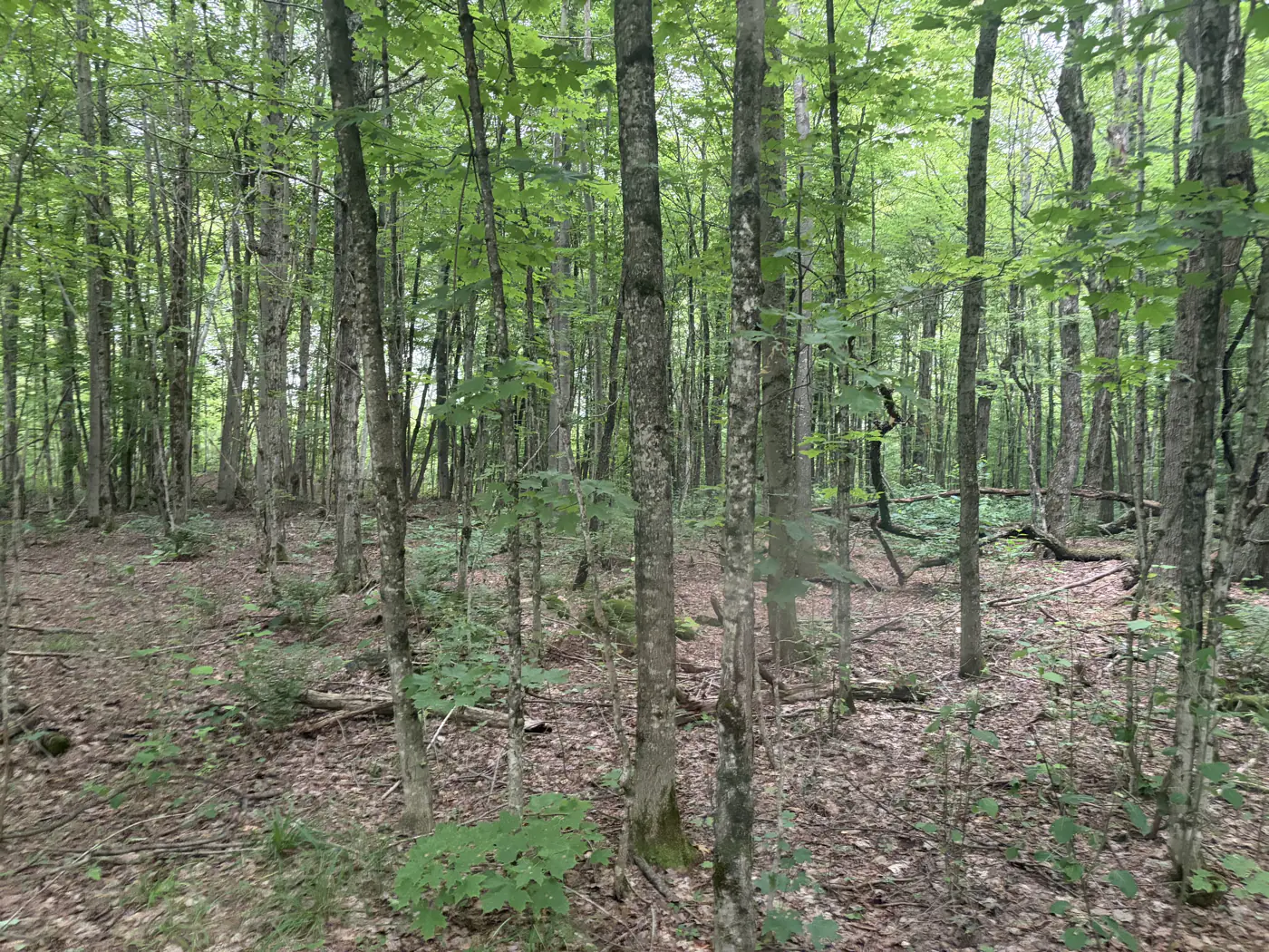 50 Acres Bush Lot | McMurrich/Monteith